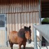 224-drive4animals-2019